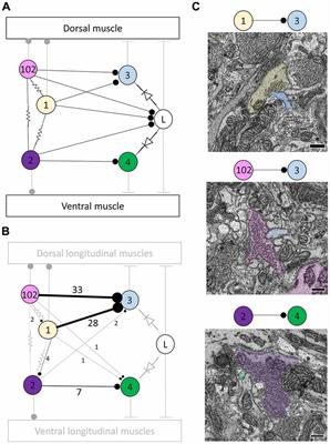 Verifying, Challenging, and Discovering New Synapses Among Fully EM-Reconstructed Neurons in the Leech Ganglion